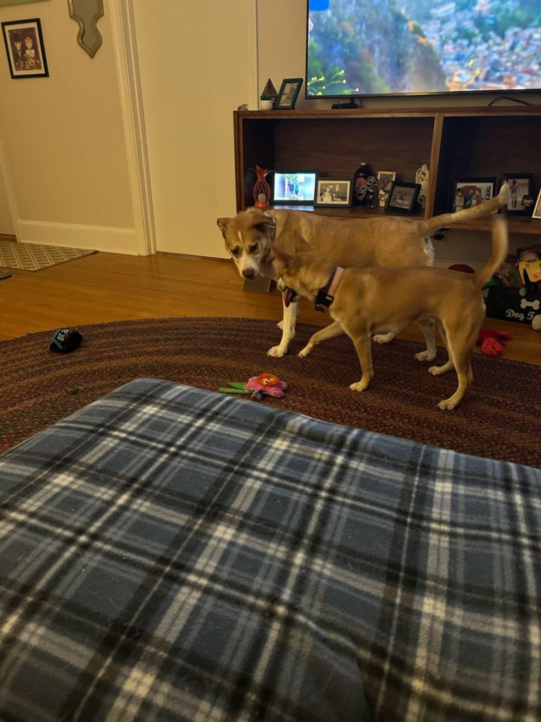 Enlarge Talia, a Adoptable mixed breed in Winston-Salem, NC image 5/5