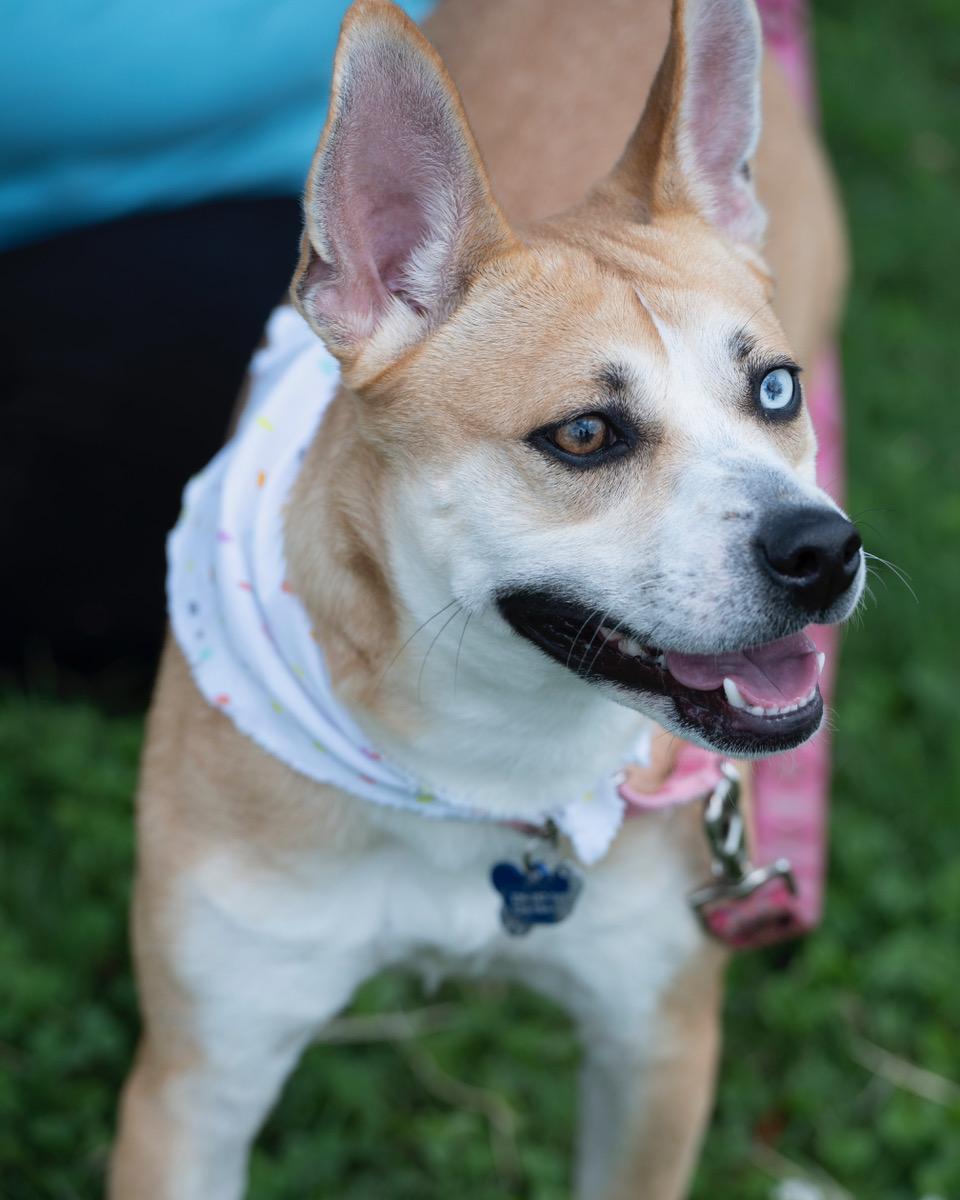 Talia, Adoptable, Young Female Husky.