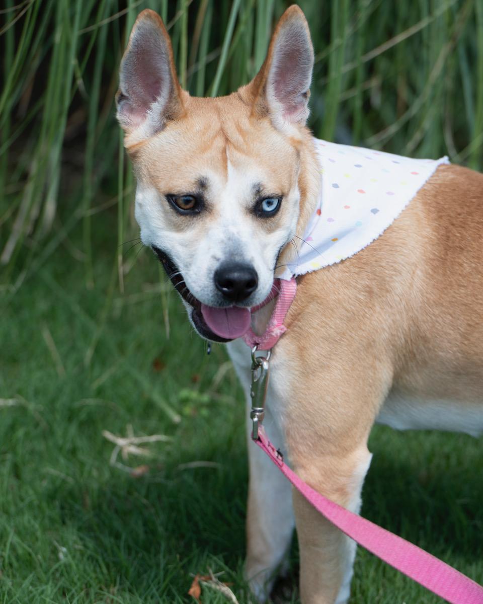 Enlarge Talia, a Adoptable mixed breed in Winston-Salem, NC image 4/5