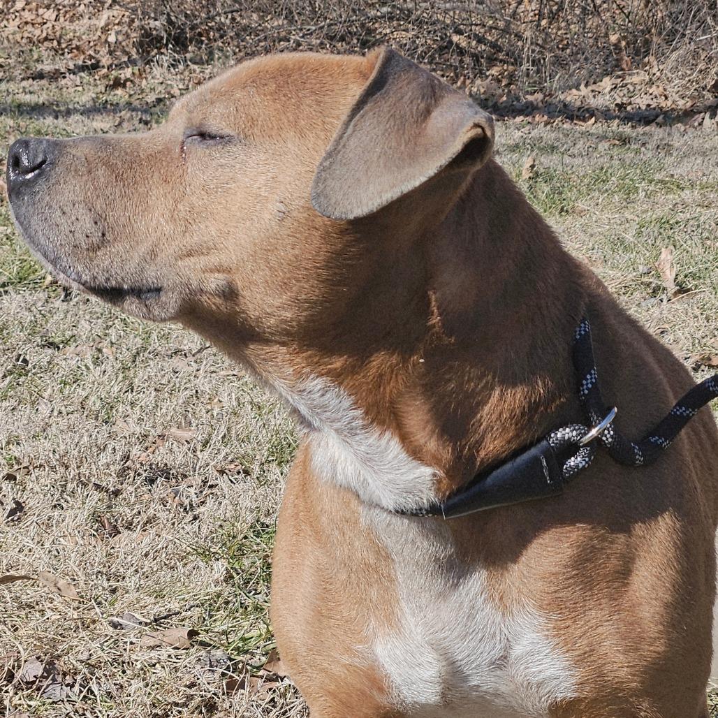 Saruman, Adoptable, Adult Male Pit Bull Terrier.