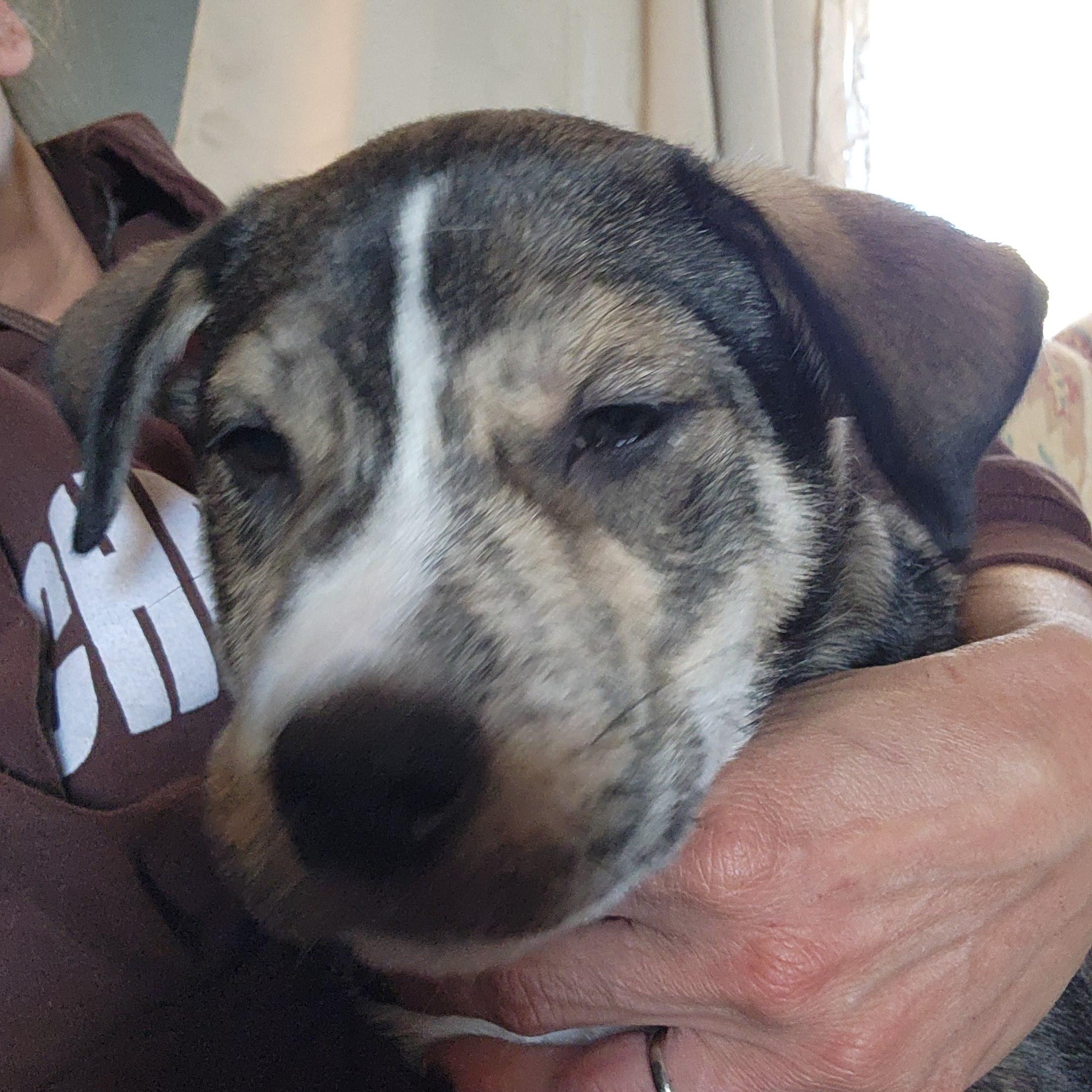 Blitzen, a Adopted mixed breed in Stuart, VA image 1/2