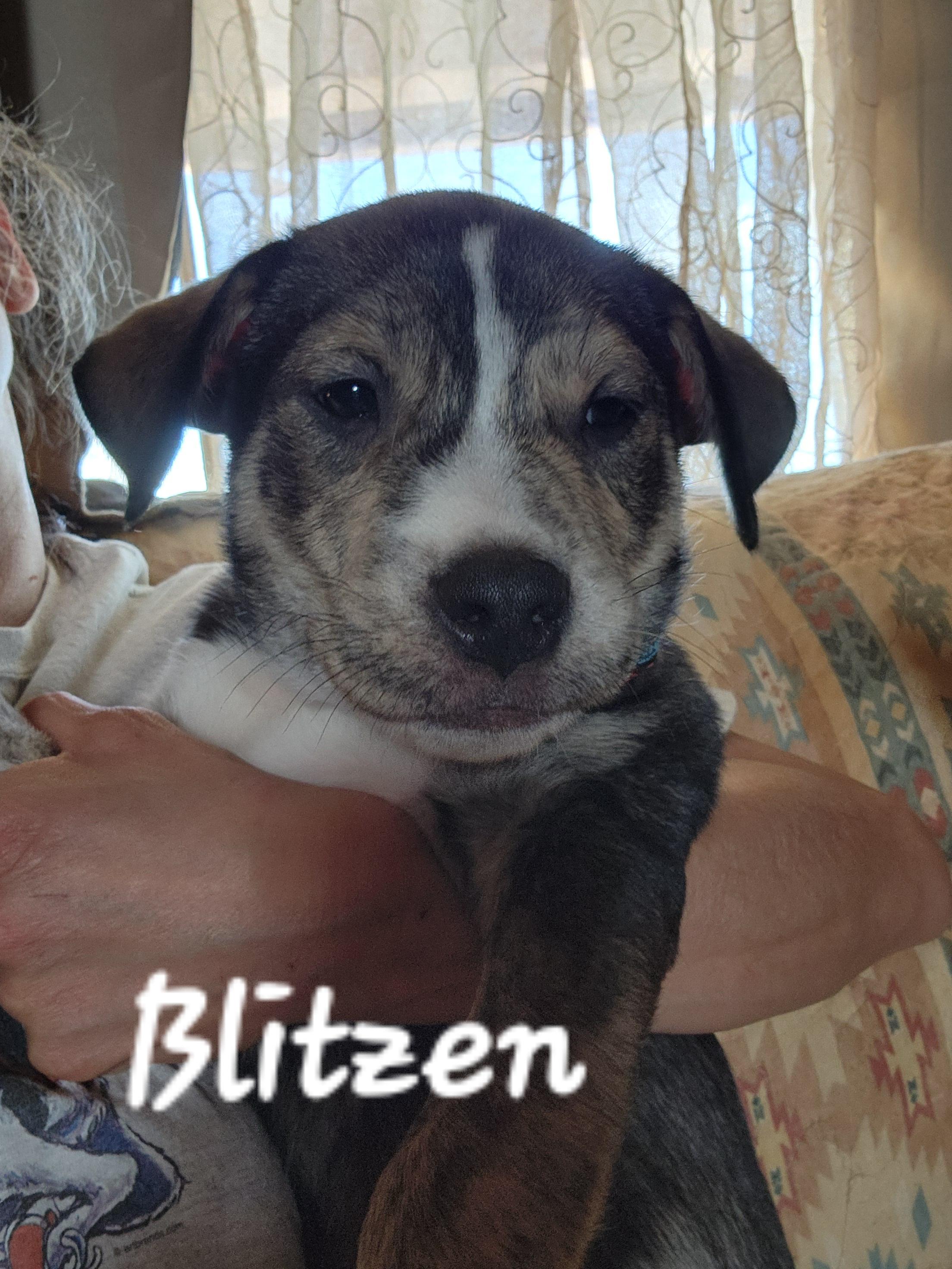 Blitzen, a Adopted mixed breed in Stuart, VA image 2/2