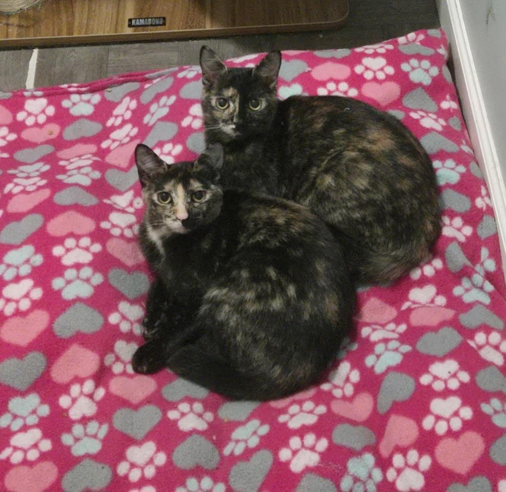 URGENT Kittens!! Emily and Elaine, Adoptable, Young Female Domestic Short Hair & Tortoiseshell.
