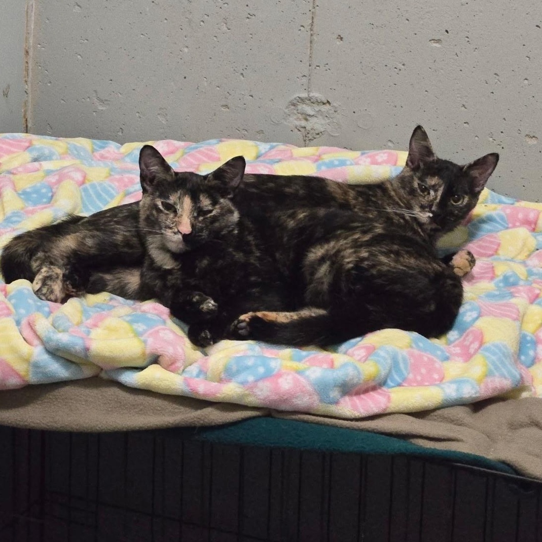 Enlarge URGENT Kittens!! Emily and Elaine, a Adoptable mixed breed in Granby, CT image 2/4