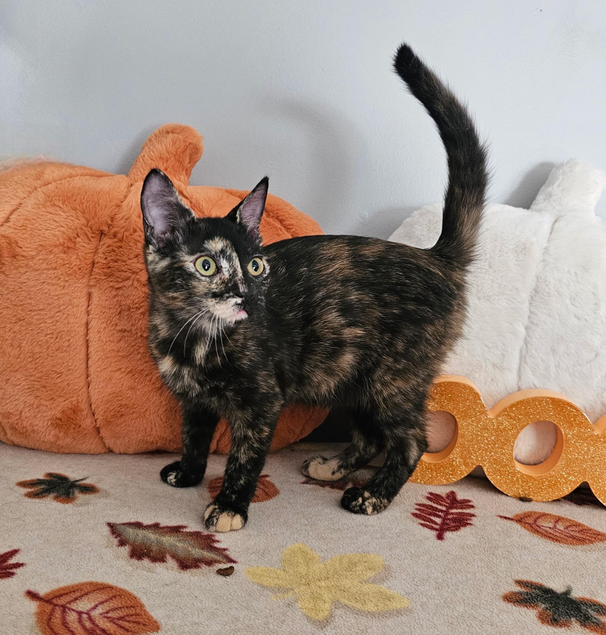 Enlarge URGENT Kittens!! Emily and Elaine, a Adoptable mixed breed in Granby, CT image 3/4