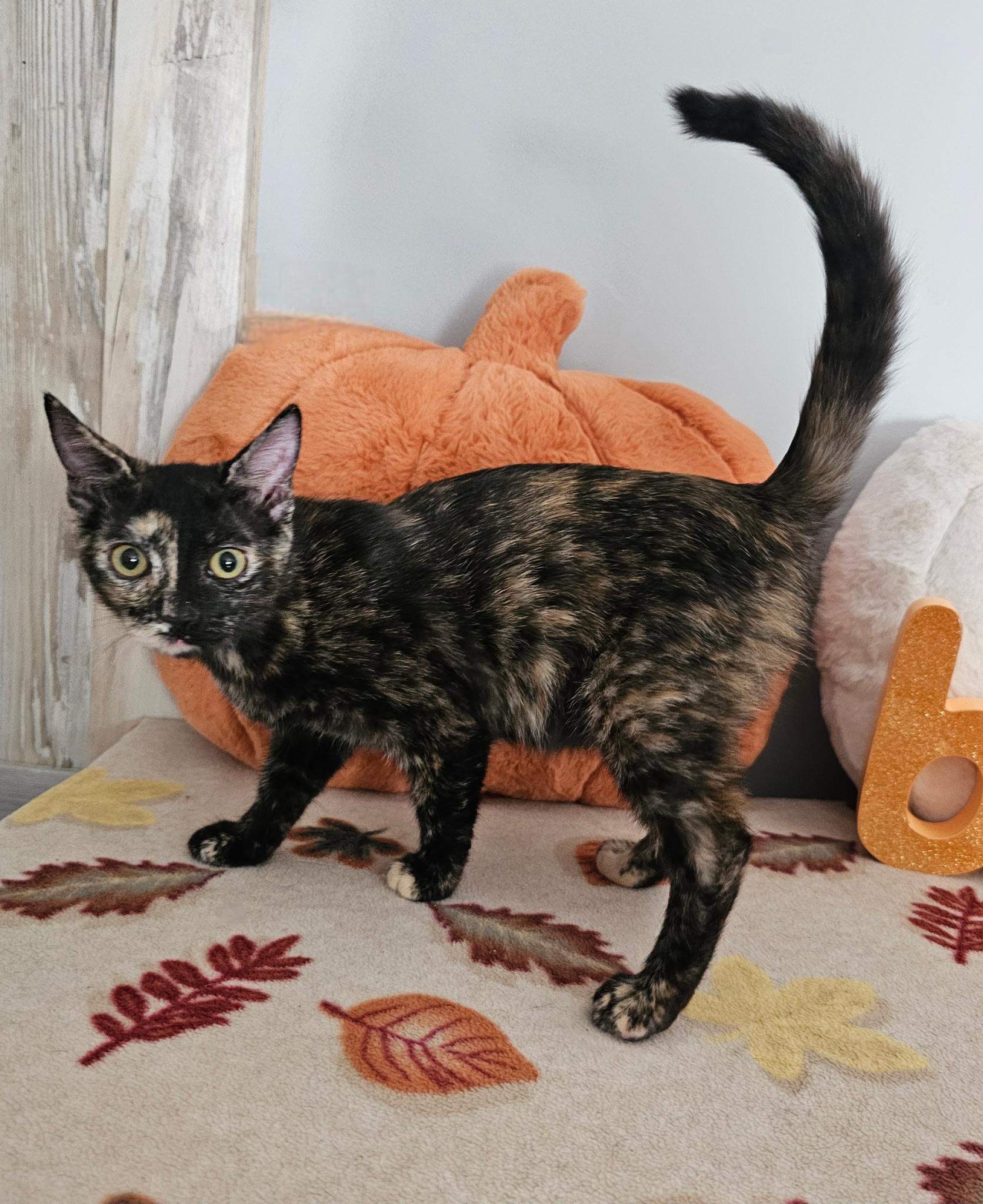 Enlarge URGENT Kittens!! Emily and Elaine, a Adoptable mixed breed in Granby, CT image 4/4
