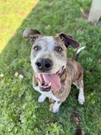 Enlarge Eeyore, a ADOPTABLE mixed breed in Roseburg, OR image 1/1