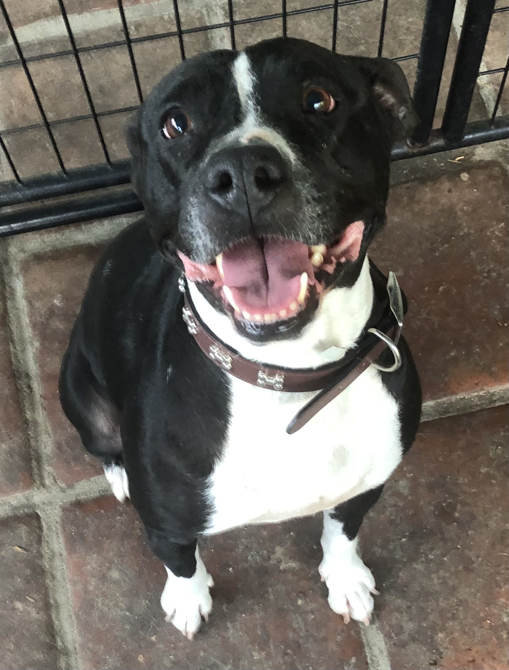 Enlarge Maya, a Adoptable Pit Bull Terrier in Lancaster, CA image 1/4