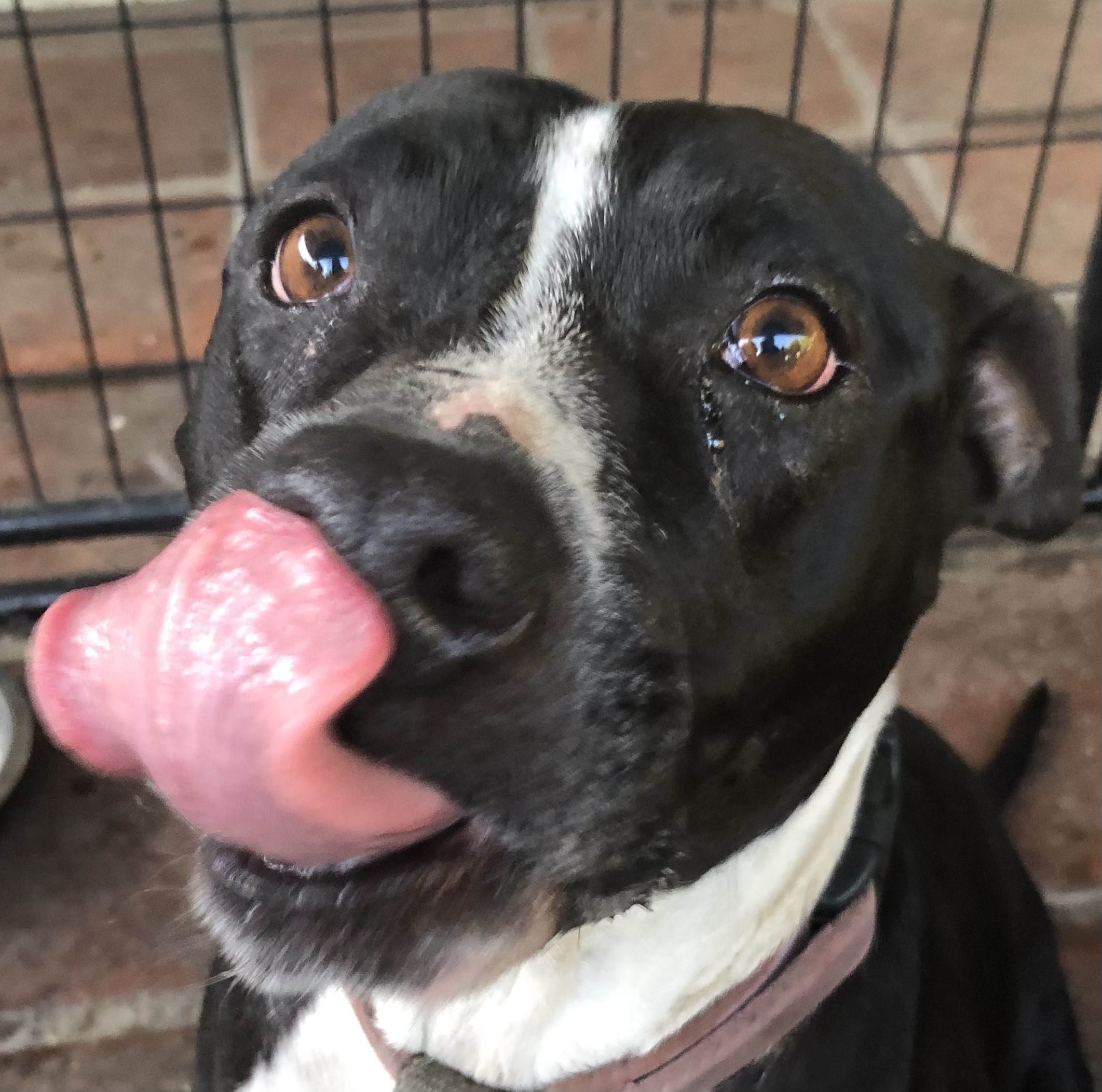 Enlarge Maya, a Adoptable Pit Bull Terrier in Lancaster, CA image 2/4