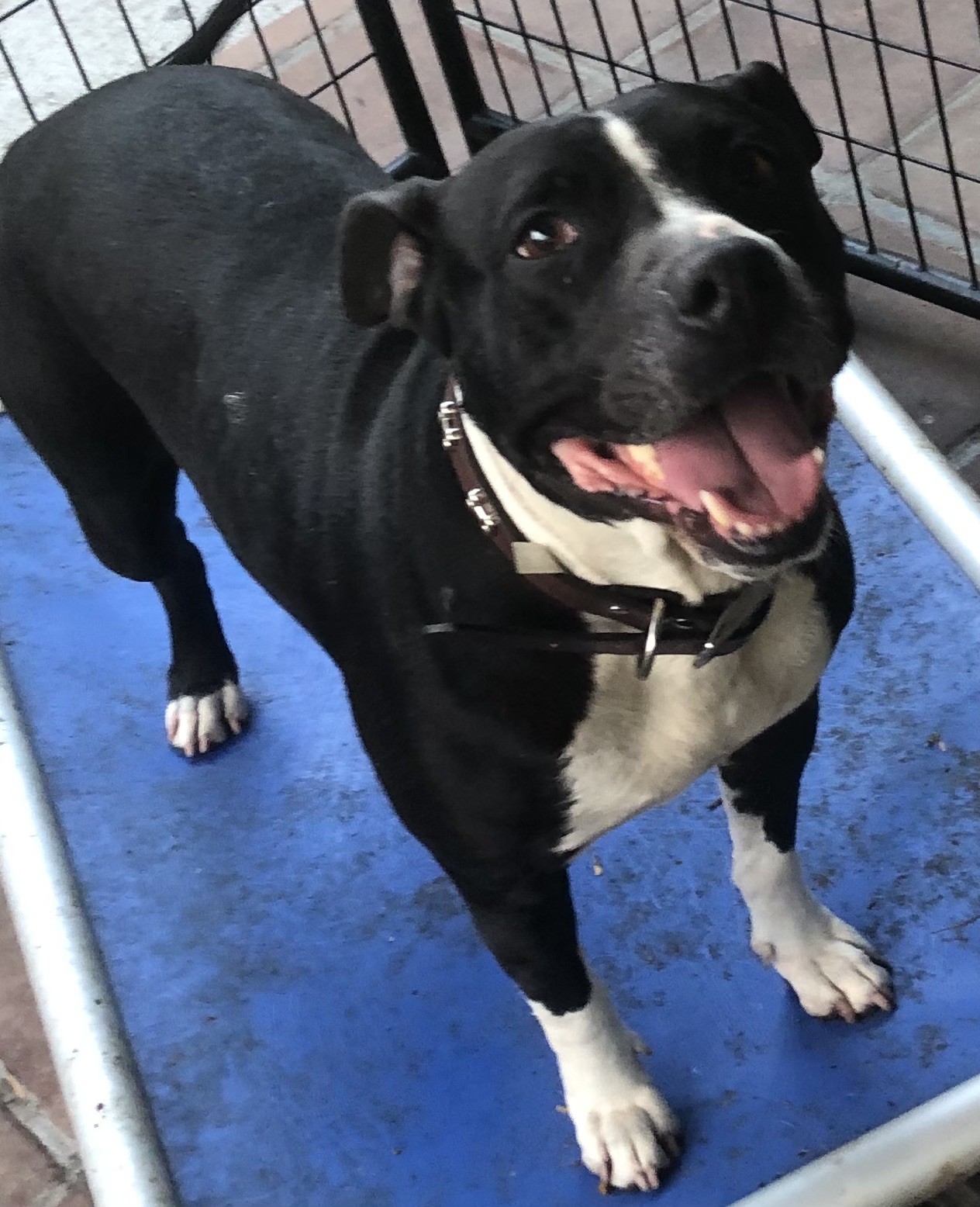 Enlarge Maya, a Adoptable Pit Bull Terrier in Lancaster, CA image 3/4