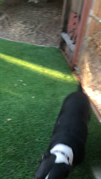 Enlarge Maya, a Adoptable Pit Bull Terrier in Lancaster, CA video 4/4