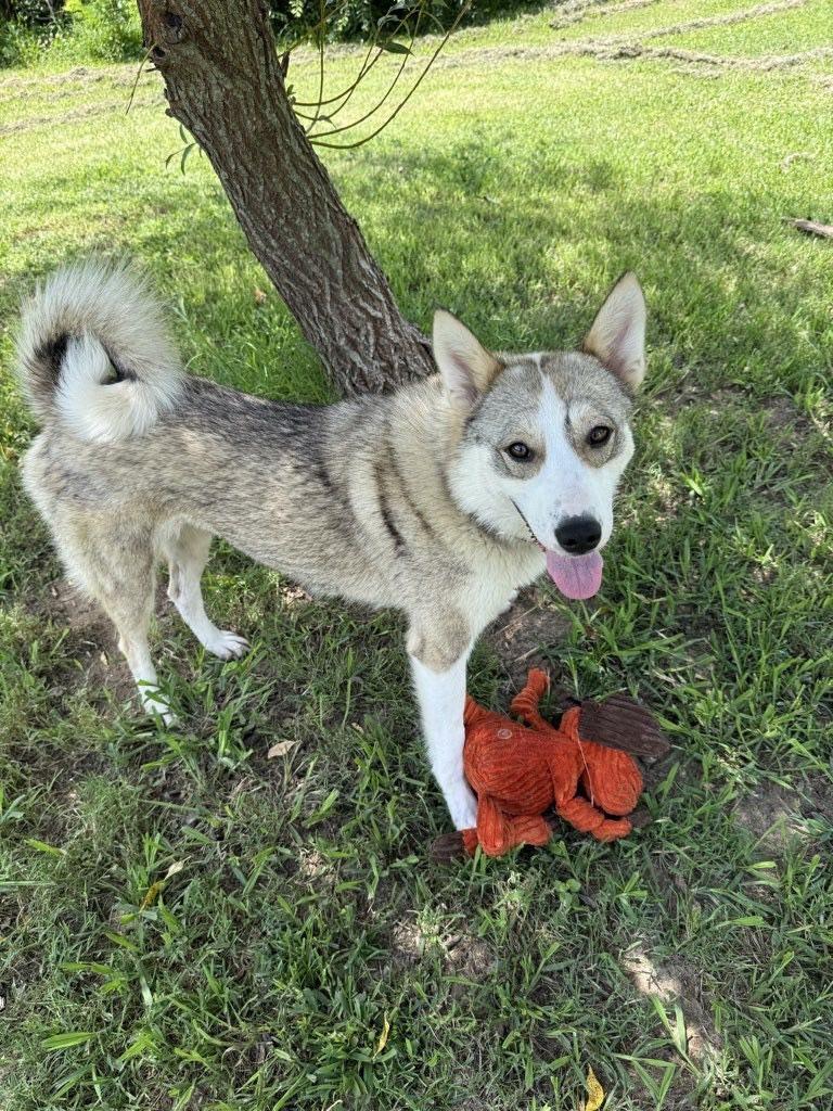 Saffron, Adoptable, Young Female Siberian Husky.
