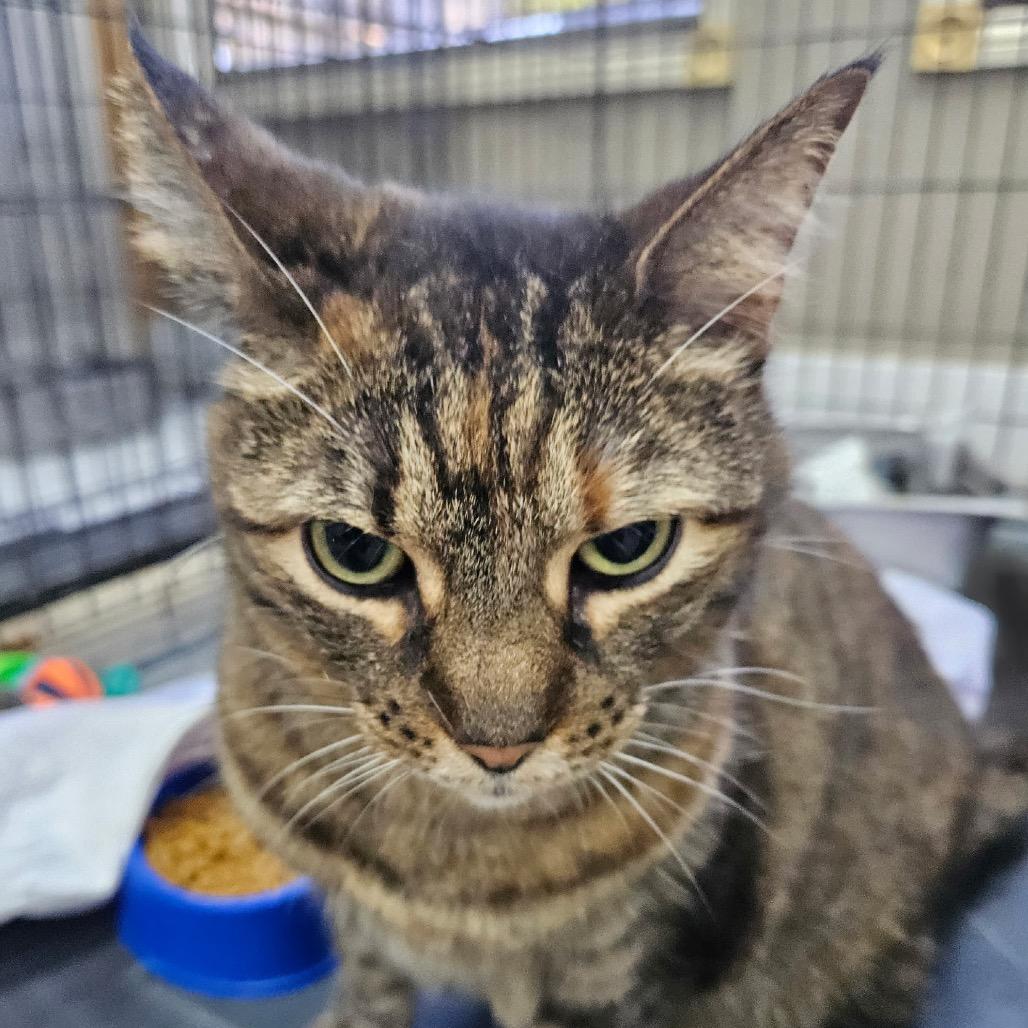 Gloria, Adoptable, Adult Female Domestic Short Hair.