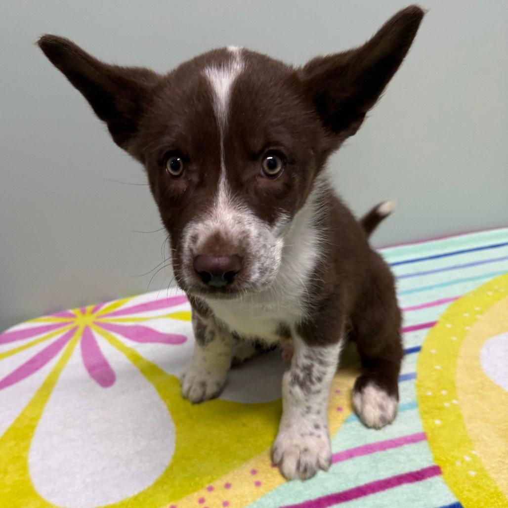Thistle, Adopted, Young Male Mixed Breed.
