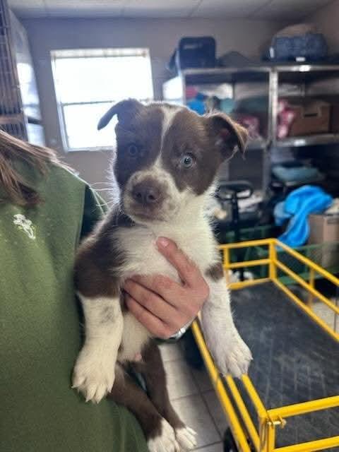 Enlarge Thistle, a Adopted Mixed Breed in New Castle, DE image 2/2