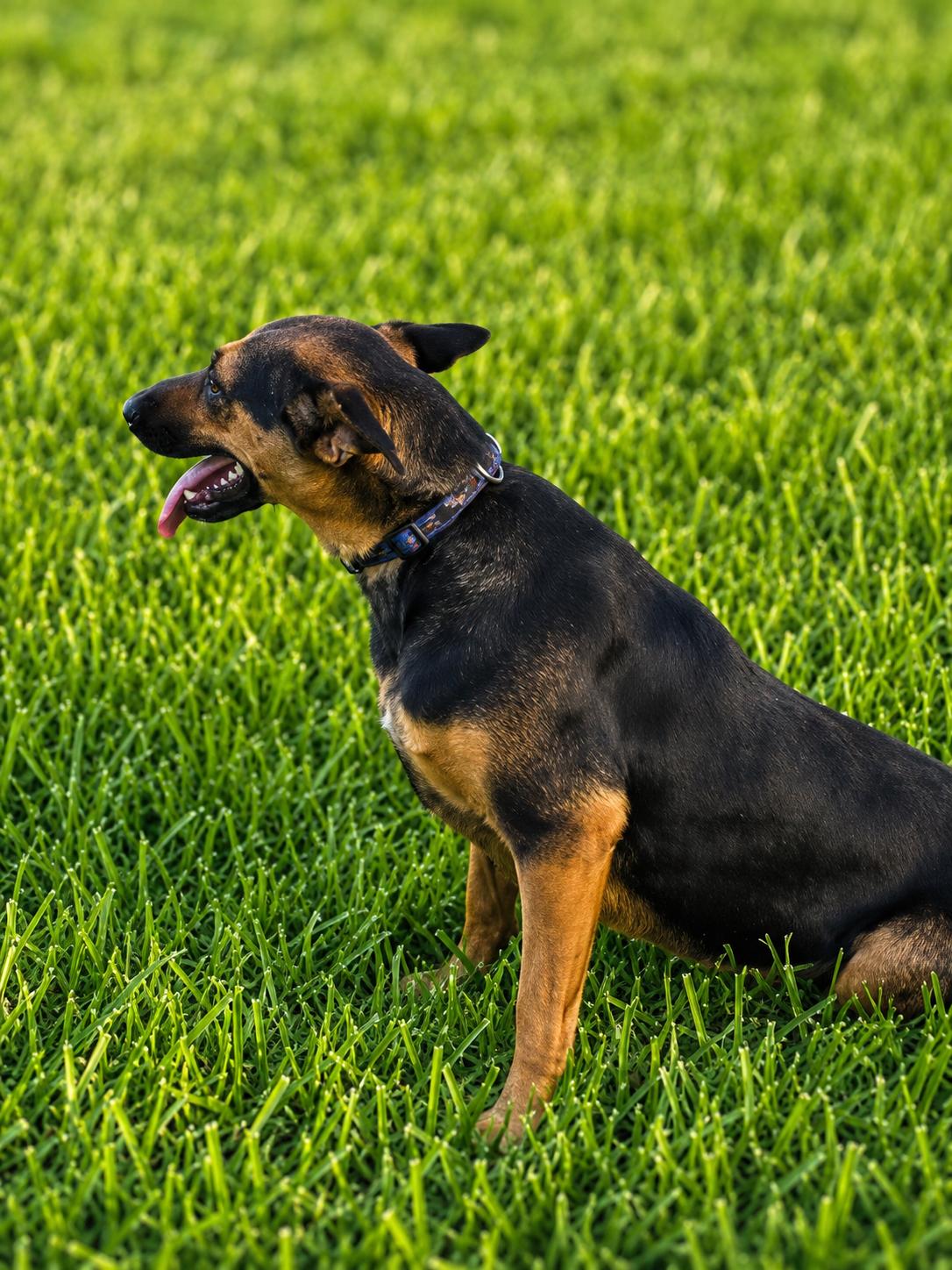 Enlarge Maui, a Adoptable Shepherd in Vernon, CT image 3/6