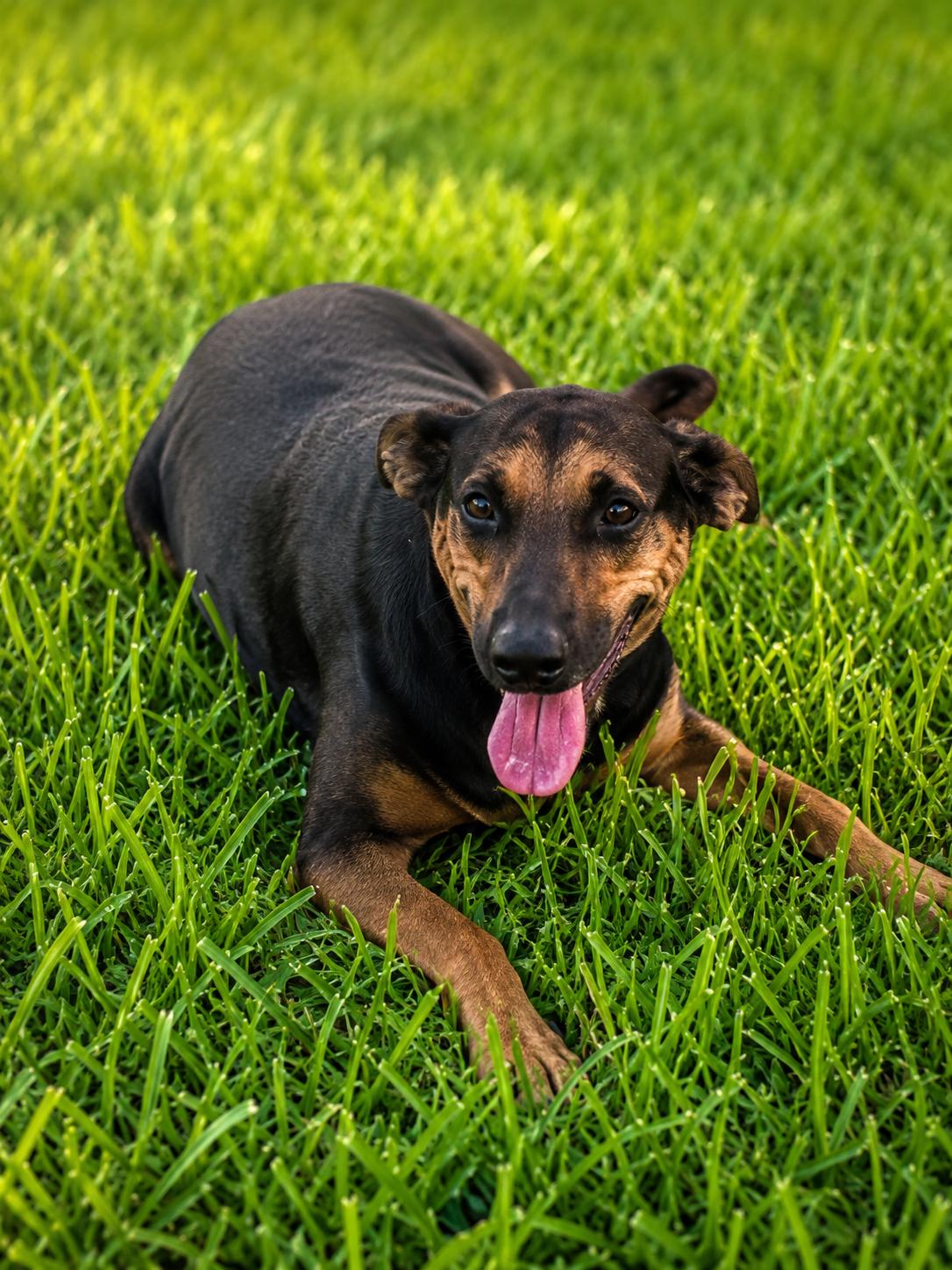 Enlarge Maui, a Adoptable Shepherd in Vernon, CT image 5/6