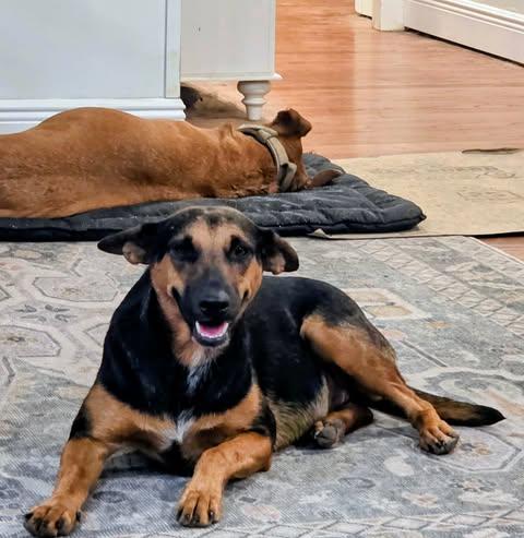 Enlarge Maui, a Adoptable Shepherd in Vernon, CT image 1/6