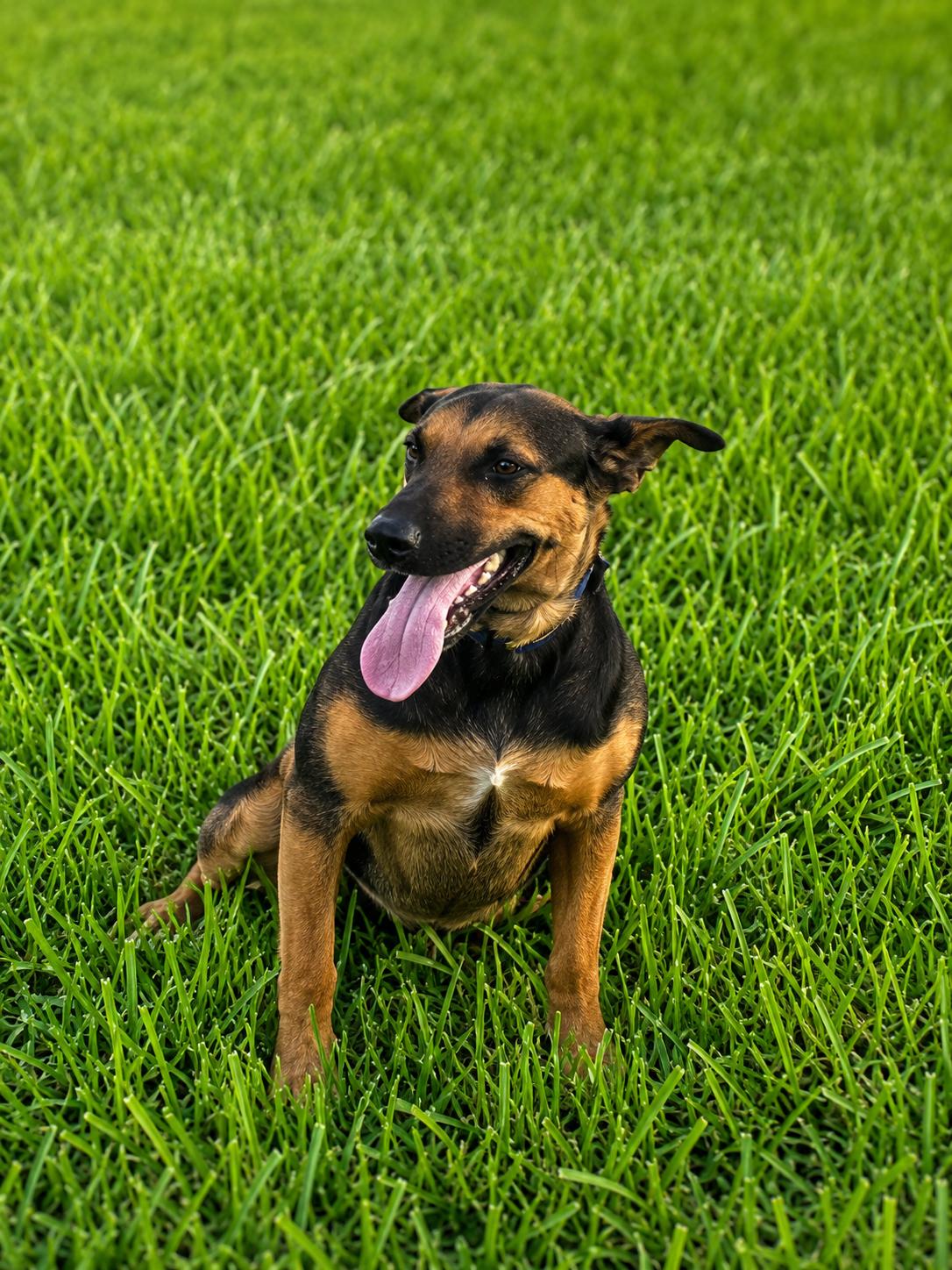 Enlarge Maui, a Adoptable Shepherd in Vernon, CT image 2/6