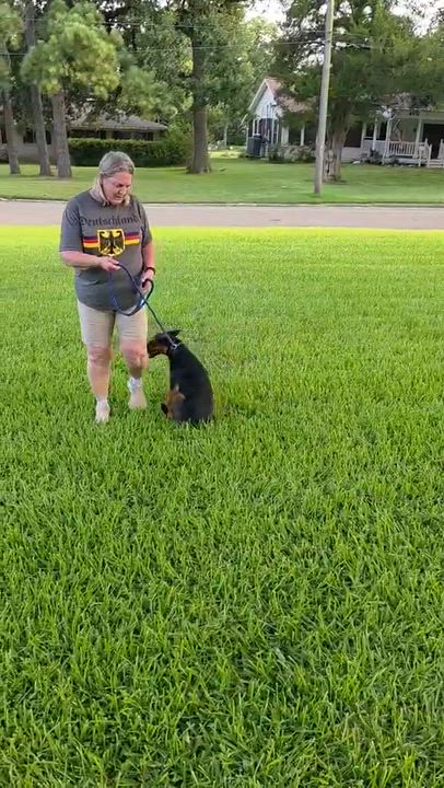 Enlarge Maui, a Adoptable Shepherd in Vernon, CT video 6/6
