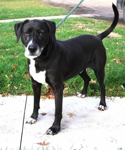 Enlarge Brody, a Adoptable mixed breed in Thief River Falls, MN image 1/1