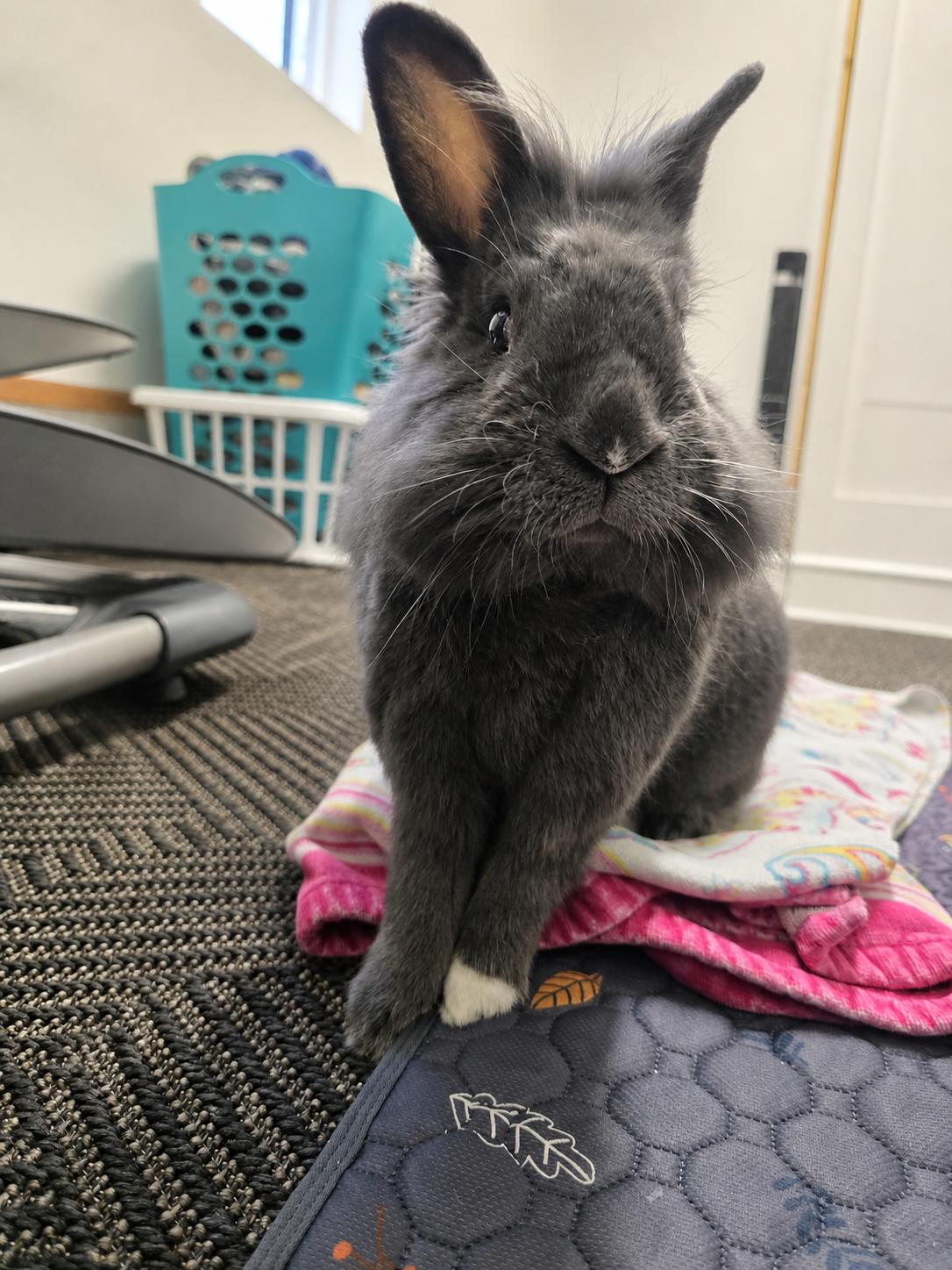 Smokey G Falloo, a ADOPTABLE Lionhead in Ferndale, WA image 2/3