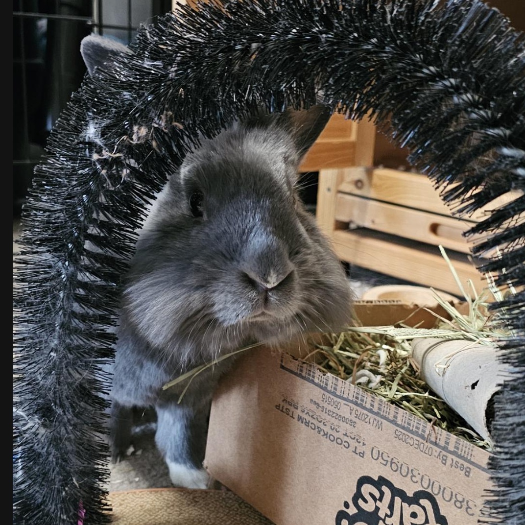 Smokey G Falloo, a ADOPTABLE Lionhead in Ferndale, WA image 1/3