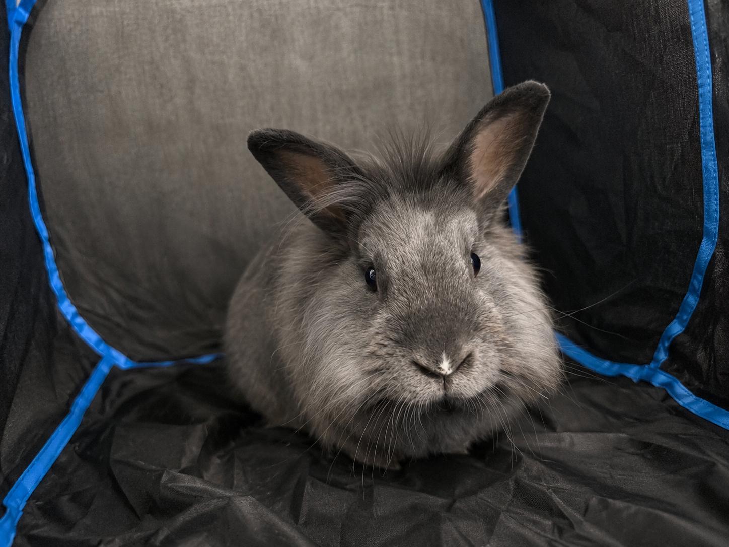 Smokey G Falloo, a ADOPTABLE Lionhead in Ferndale, WA image 3/3