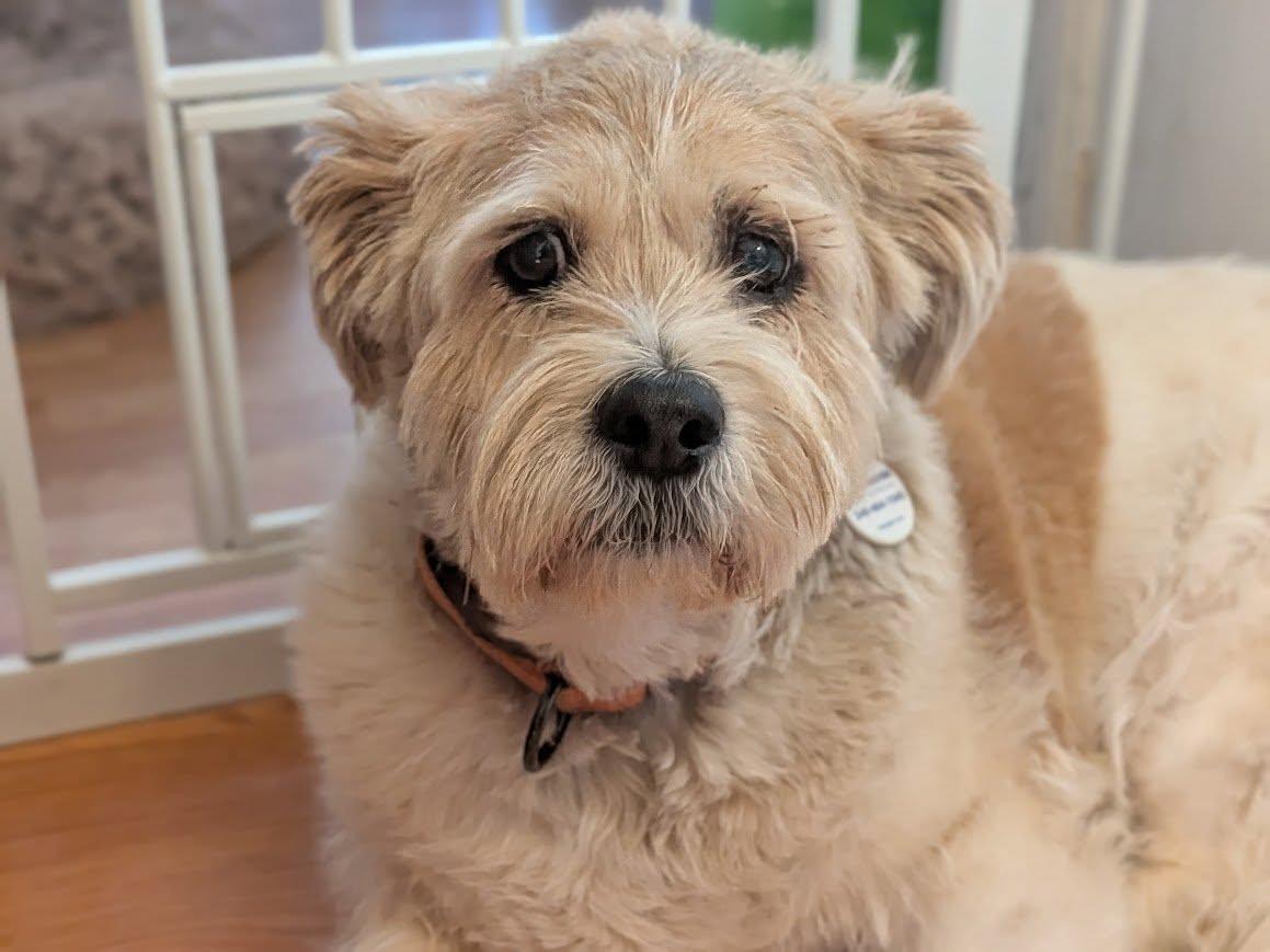 Enlarge Lizzy, an adoptable mixed breed in Rockville, MD image 6/6