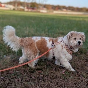 Enlarge Lizzy, an adoptable mixed breed in Rockville, MD image 2/6