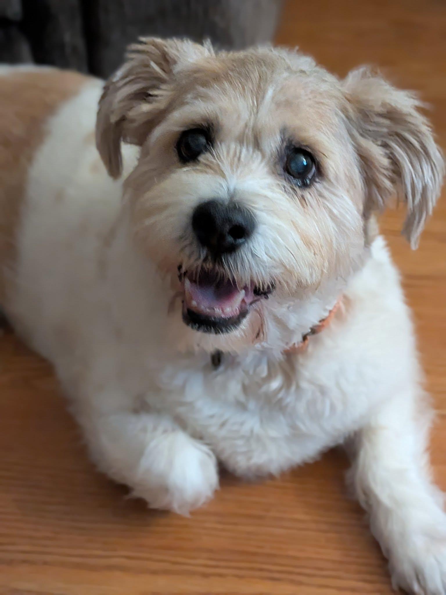 Lizzy, adoptable, Senior Female Shih Tzu & Terrier.