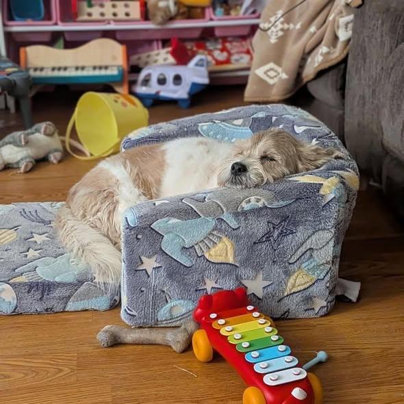 Enlarge Lizzy, an adoptable mixed breed in Rockville, MD image 6/6