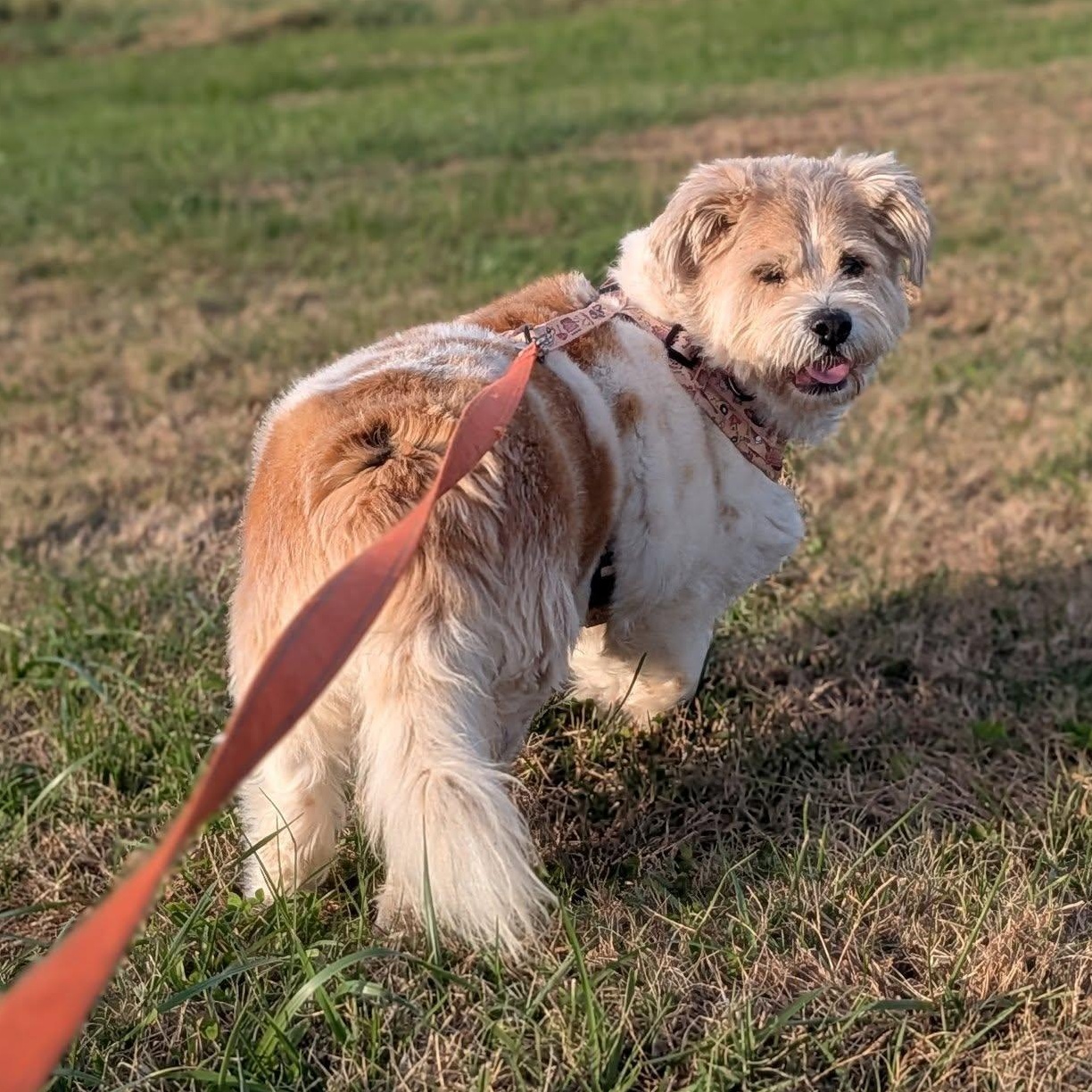 Enlarge Lizzy, an adoptable mixed breed in Rockville, MD image 3/6