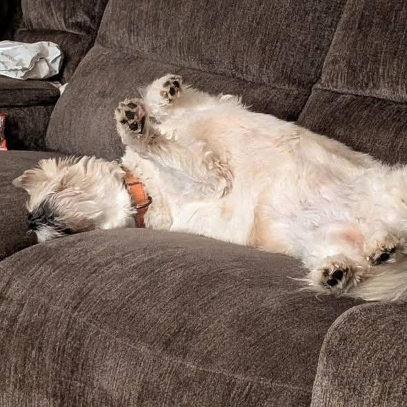 Enlarge Lizzy, an adoptable mixed breed in Rockville, MD image 5/6