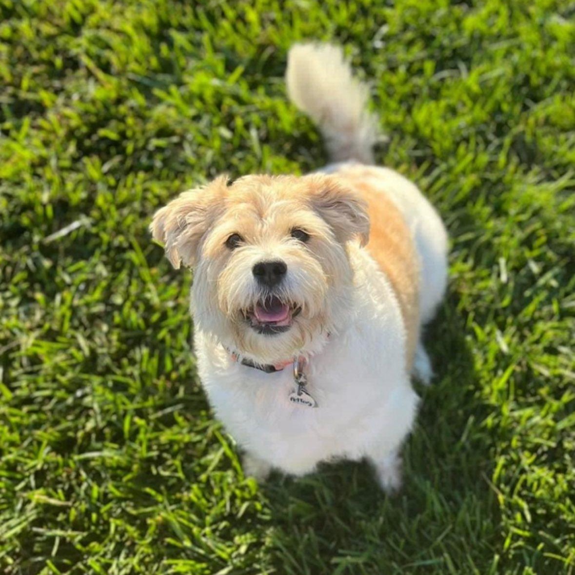 Enlarge Lizzy, an adoptable mixed breed in Rockville, MD image 4/6