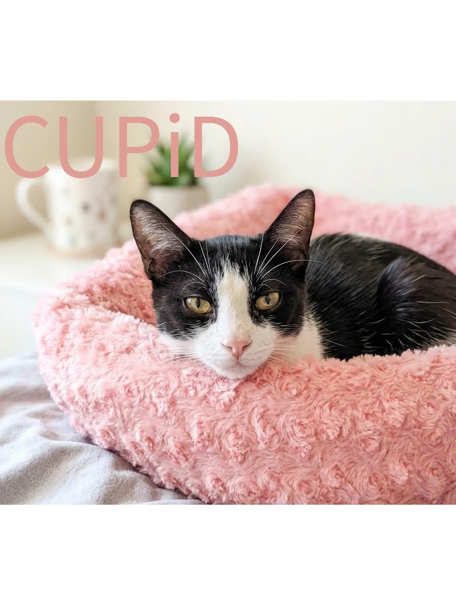 Cupid, a Adoptable Domestic Short Hair in Monrovia, CA image 2/3