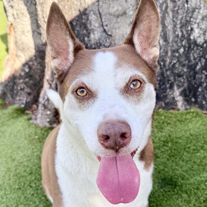 Cypress, Adoptable, Adult Male Mixed Breed & Mixed Breed.