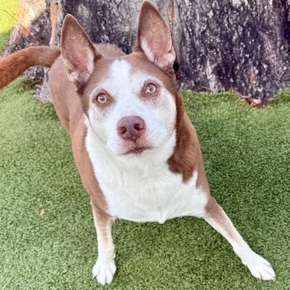 Cypress, a Adoptable mixed breed in Largo, FL image 2/2