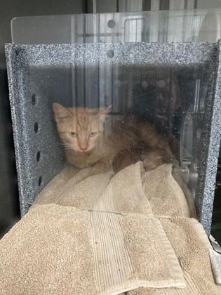 Mama, Adoptable, Adult Female Domestic Short Hair & Domestic Short Hair.