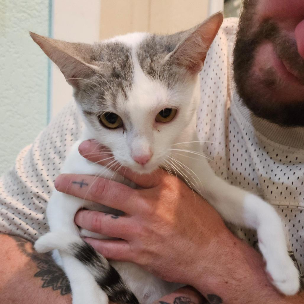 Enlarge Jane the Protector, a Adoptable Domestic Short Hair in Elverta, CA image 1/3