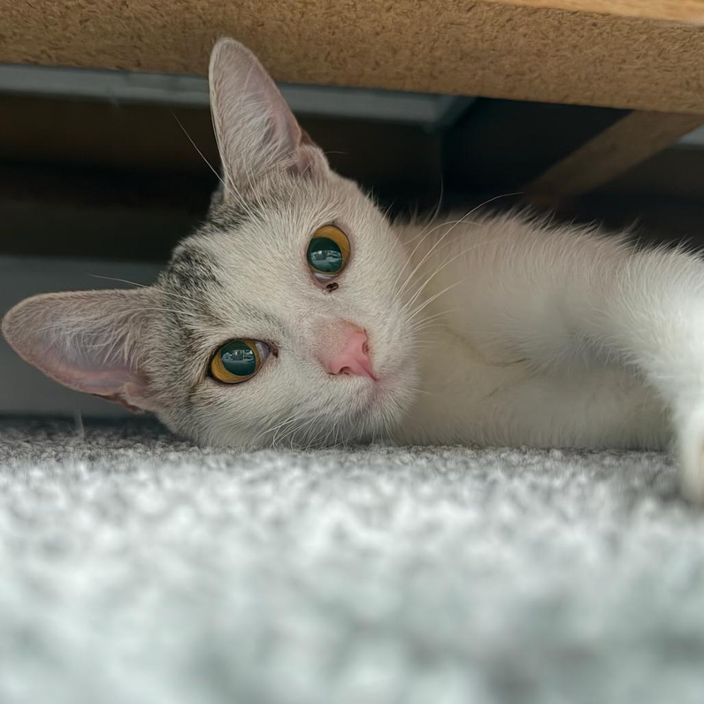 Enlarge Jane the Protector, a Adoptable Domestic Short Hair in Elverta, CA image 2/3