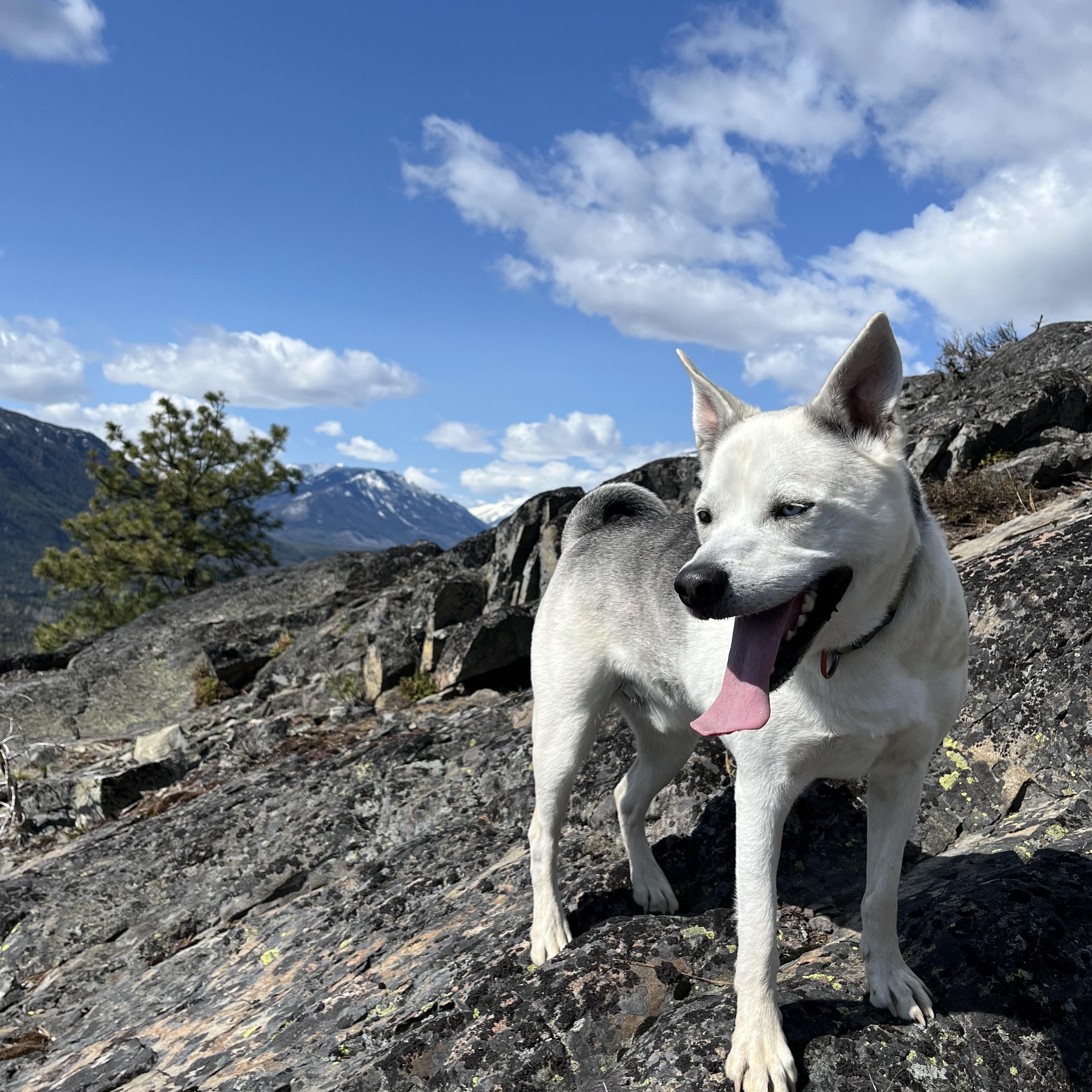 Puddin' Head, an adoptable Siberian Husky in Cranbrook, BC, V1C 6P7 | Photo Image 1
