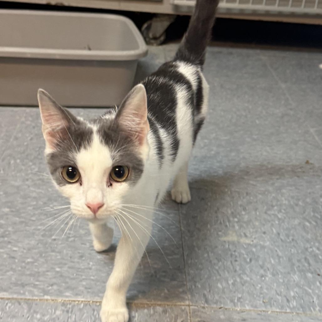 Enlarge Yin, an adopted mixed breed in Greensboro, NC image 1/1