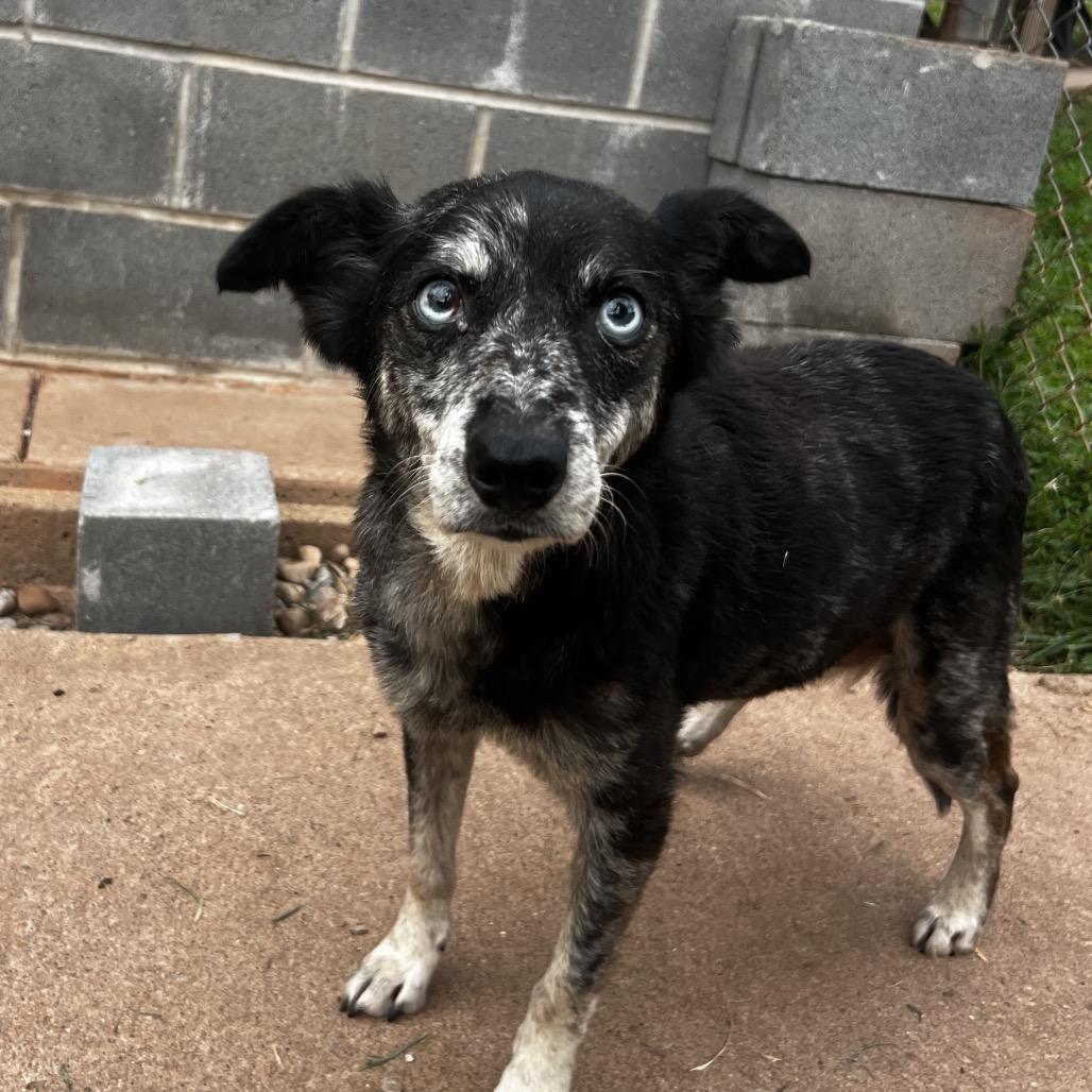 Enlarge Emily, a Adoptable mixed breed in Harrisville, WV image 1/1