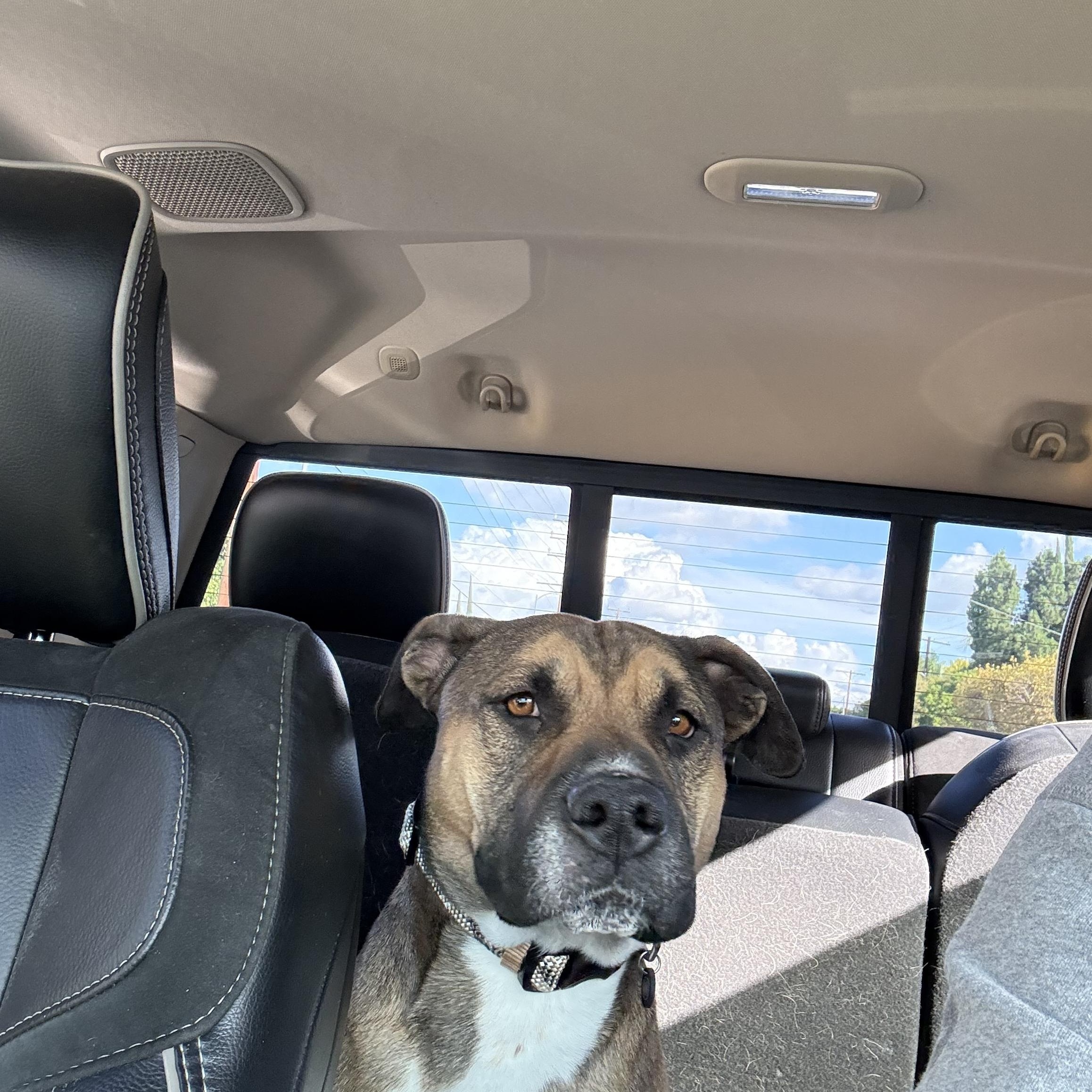 Enlarge Spain, an adoptable Mixed Breed in Weston, MA image 4/5