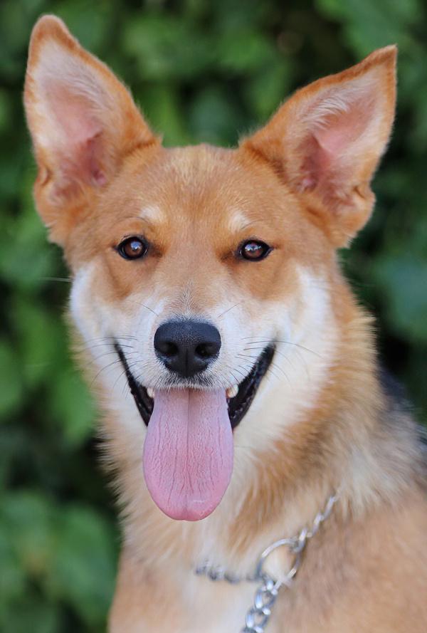 *Sweetie von Schwall German Shepherd Dog Dog