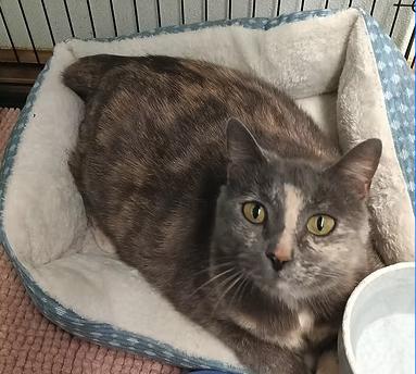 Enlarge Grace, a Adoptable Domestic Short Hair in Reeds Spring, MO image 1/1