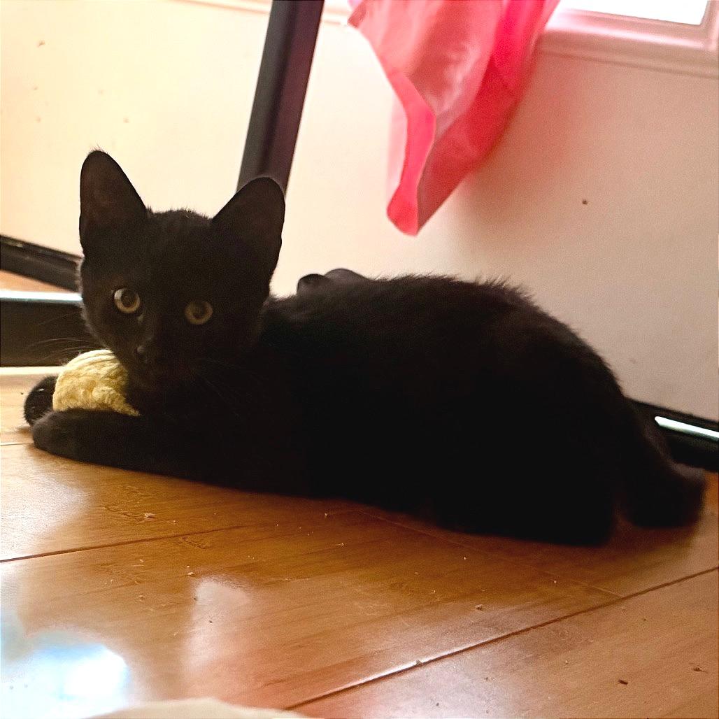 RazamaTaz (COH-A-68656), Adoptable, Kitten Male American Shorthair.