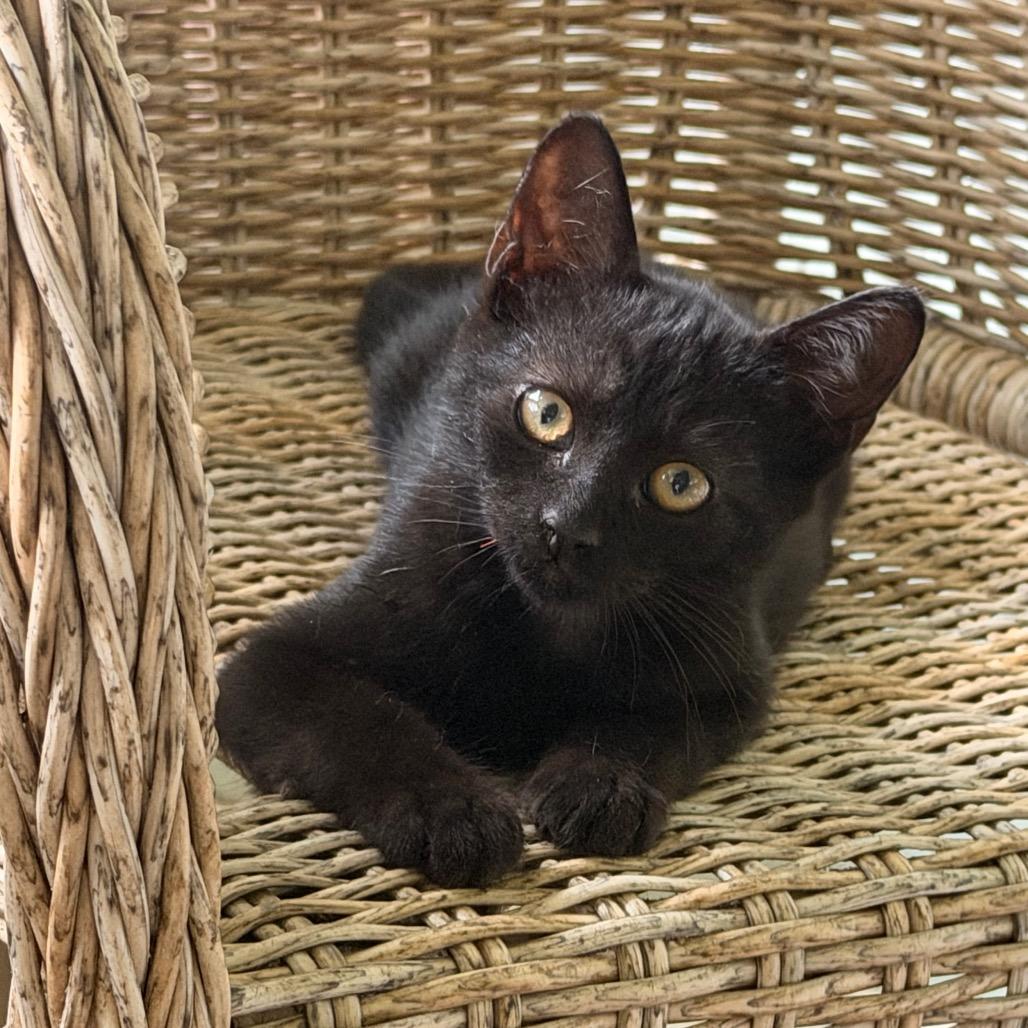 Enlarge RazamaTaz (COH-A-68656), a Adoptable American Shorthair in Volcano, HI image 2/5