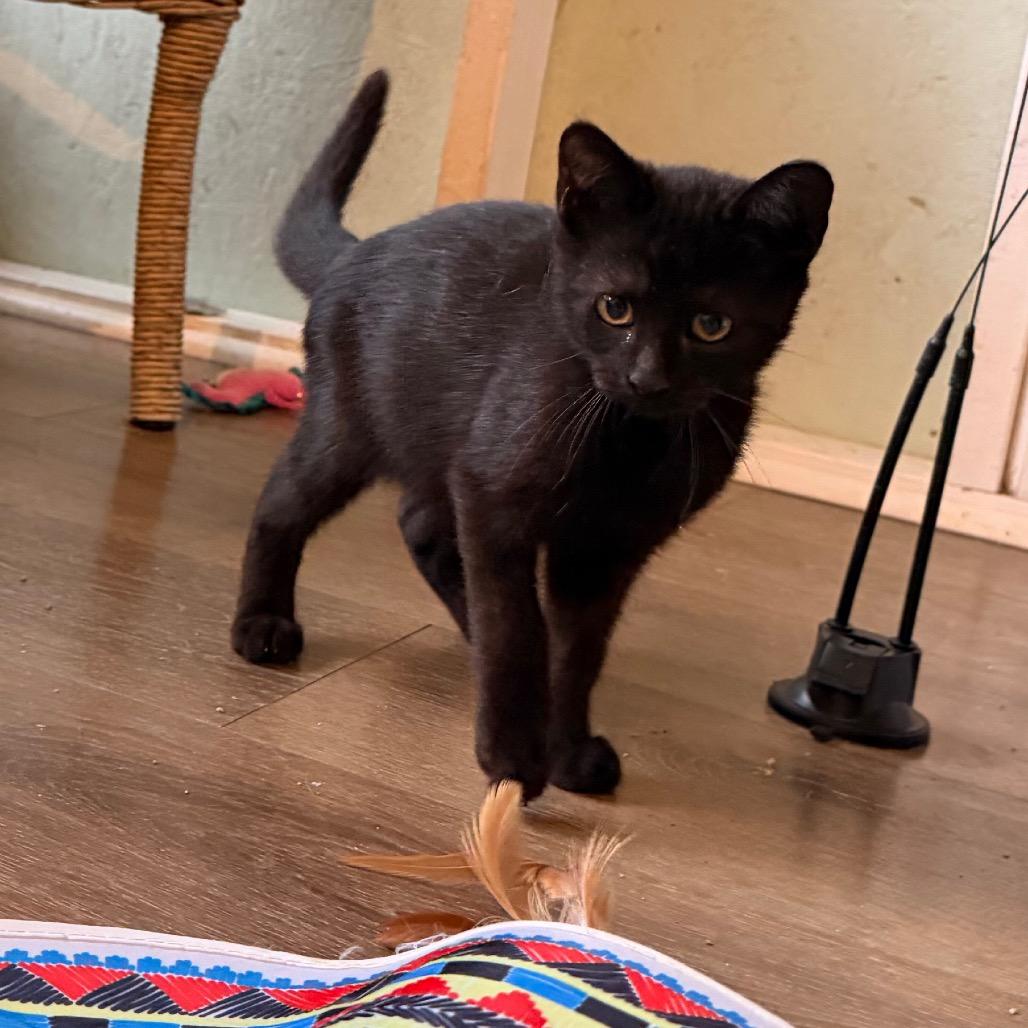 Enlarge RazamaTaz (COH-A-68656), a Adoptable American Shorthair in Volcano, HI image 3/5